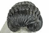 Bargain, Curled Pedinopariops Trilobite - Mrakib, Morocco #287702-1